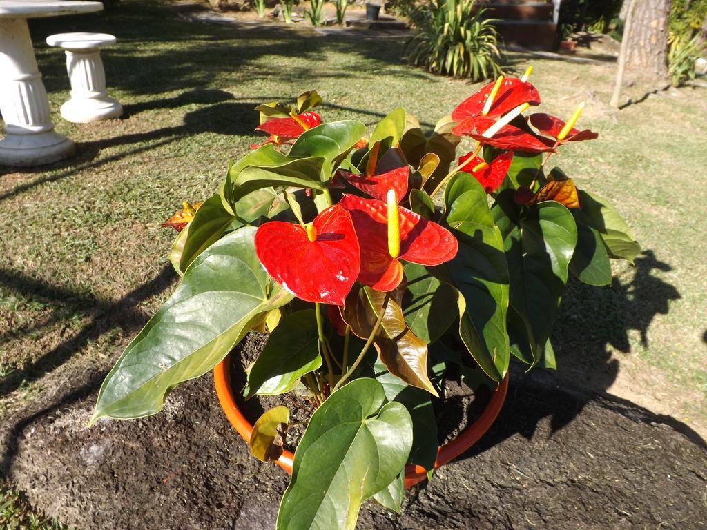 Pousada Quintal Das Pedras 페네도 외부 사진